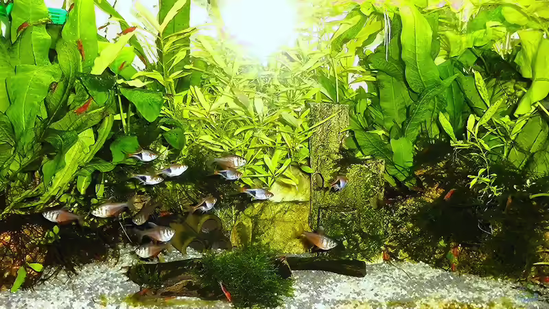 Aquarium mein kleines Asien Becken von odin 68 (24)