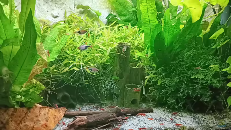 Aquarium mein kleines Asien Becken von odin 68 (25)