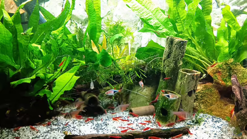 Aquarium mein kleines Asien Becken von odin 68 (26)
