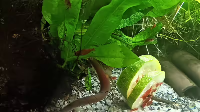 Aquarium mein kleines Asien Becken von odin 68 (26)