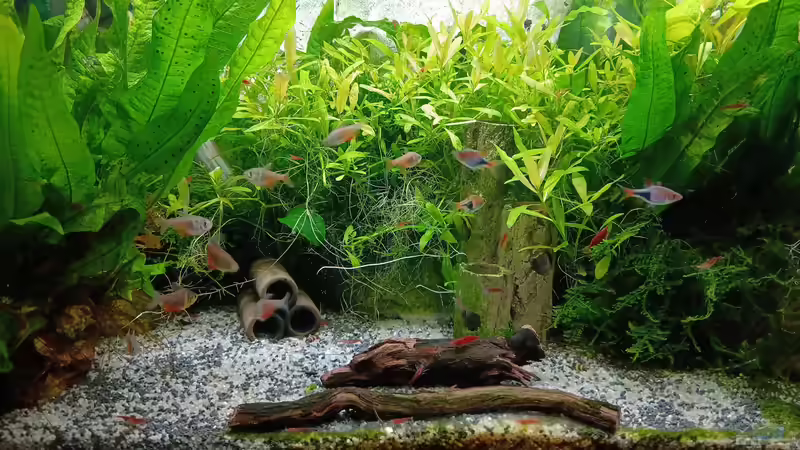 Aquarium mein kleines Asien Becken von odin 68 (27)