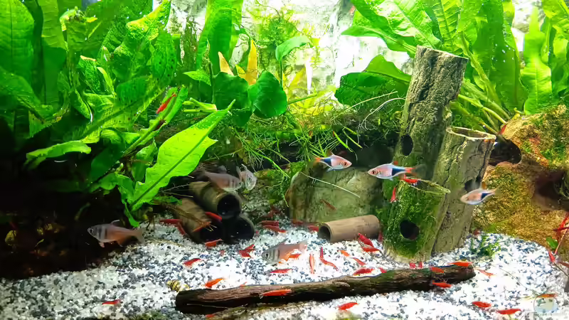 Aquarium mein kleines Asien Becken von odin 68 (27)