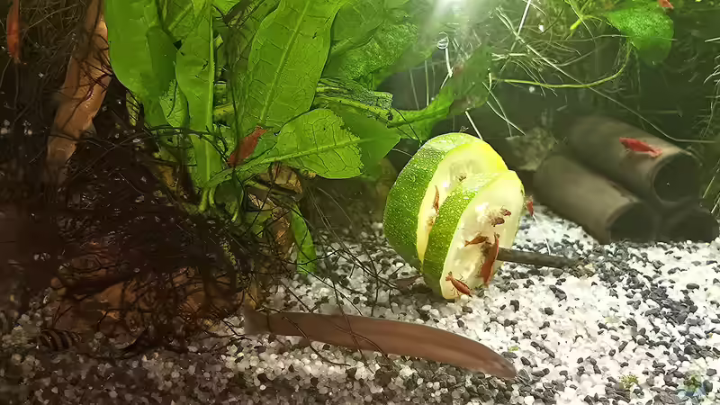 Aquarium mein kleines Asien Becken von odin 68 (28)