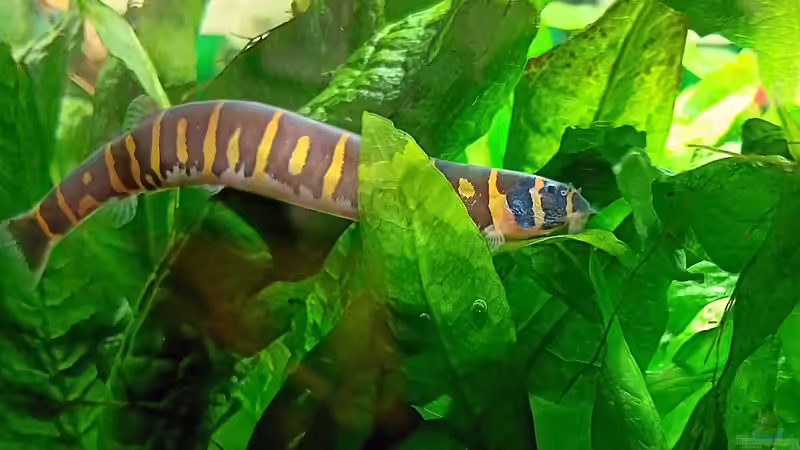 Aquarium mein kleines Asien Becken von odin 68 (3)