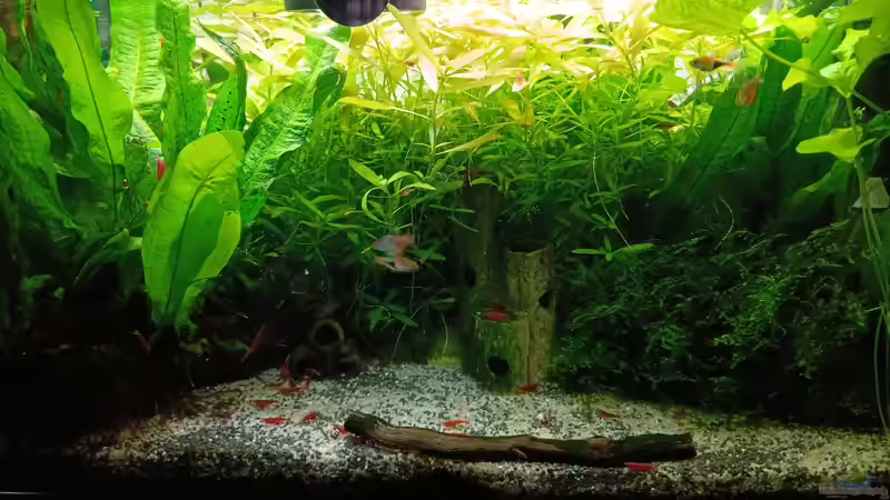Aquarium mein kleines Asien Becken von odin 68 (30)
