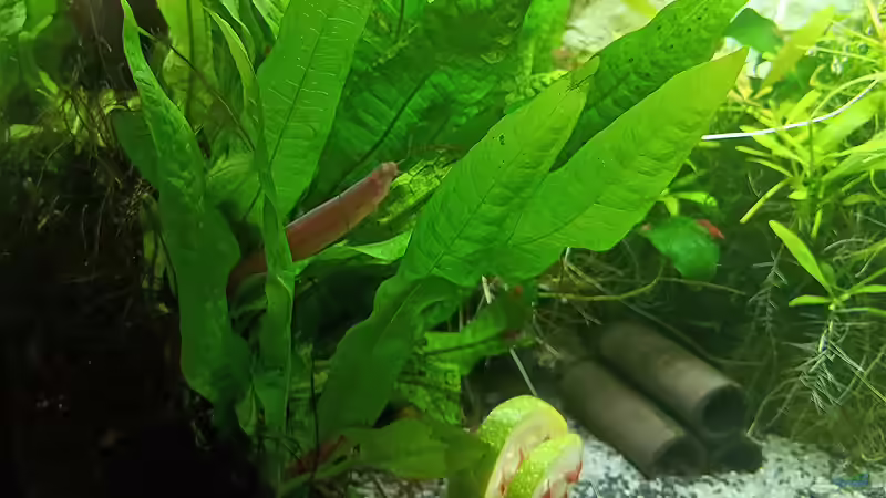 Aquarium mein kleines Asien Becken von odin 68 (35)