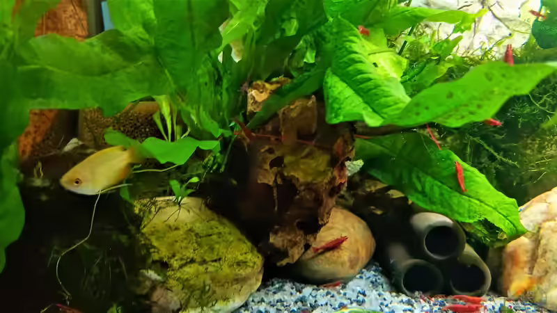 Aquarium mein kleines Asien Becken von odin 68 (37)