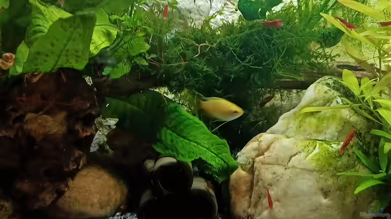 Aquarium mein kleines Asien Becken von odin 68 (37)