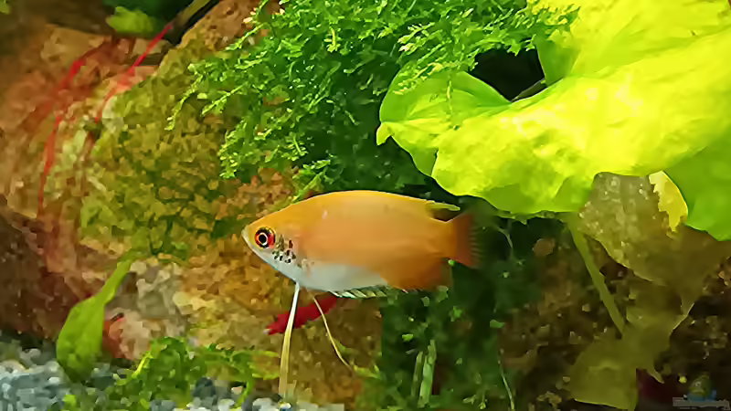 Aquarium mein kleines Asien Becken von odin 68 (38)