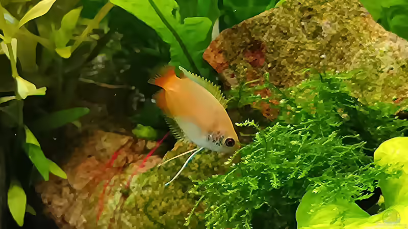 Aquarium mein kleines Asien Becken von odin 68 (39)
