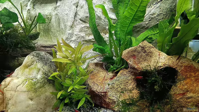 Aquarium mein kleines Asien Becken von odin 68 (44)