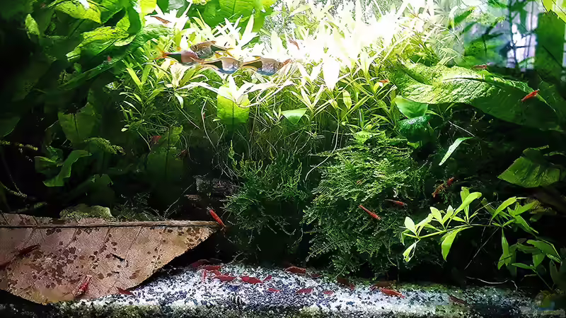 Aquarium mein kleines Asien Becken von odin 68 (46)