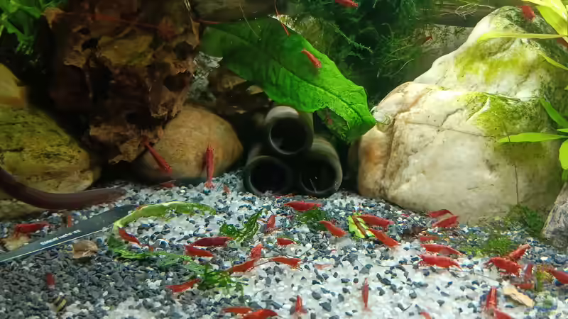 Aquarium mein kleines Asien Becken von odin 68 (46)