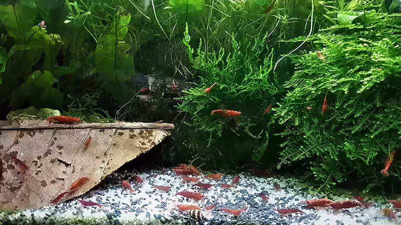Aquarium mein kleines Asien Becken von odin 68 (47)