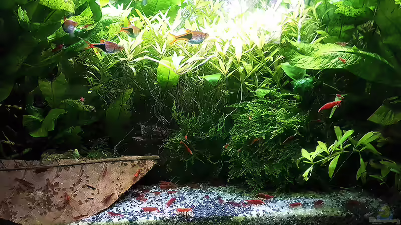 Aquarium mein kleines Asien Becken von odin 68 (48)