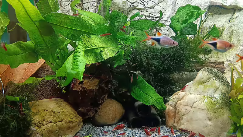 Aquarium mein kleines Asien Becken von odin 68 (48)