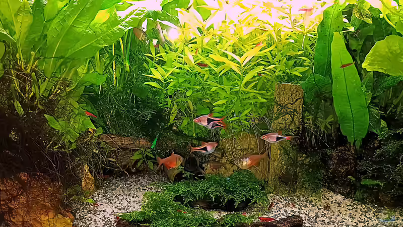 Aquarium mein kleines Asien Becken von odin 68 (5)