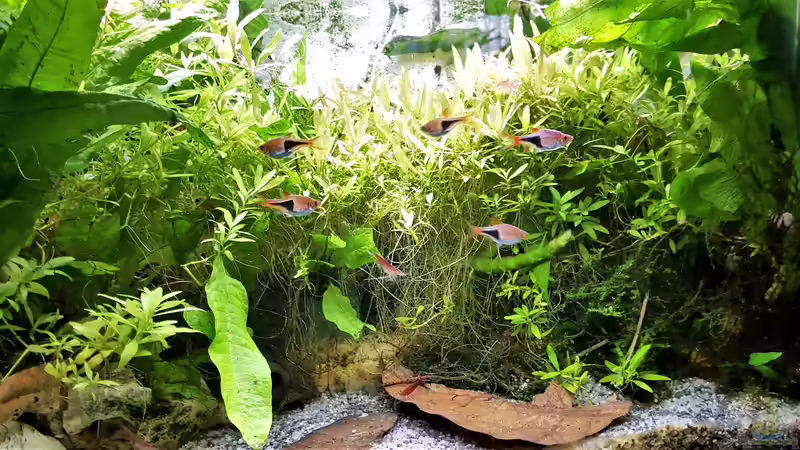 Aquarium mein kleines Asien Becken von odin 68 (50)