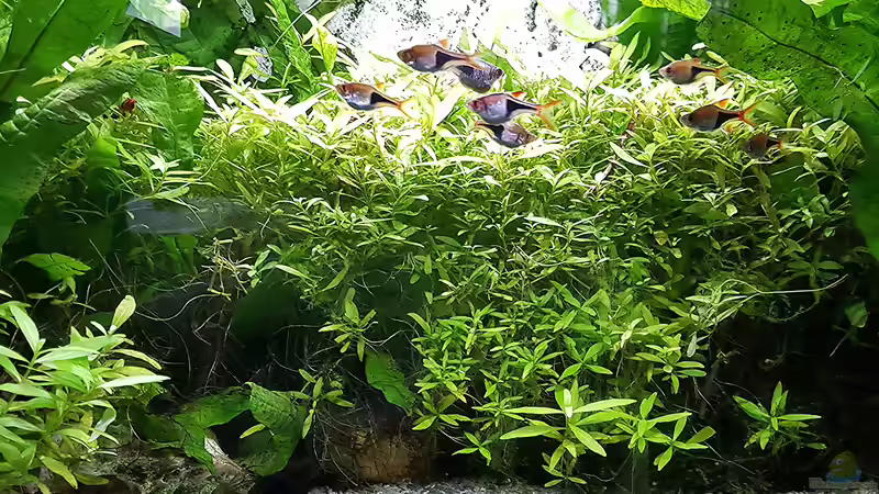 Aquarium mein kleines Asien Becken von odin 68 (52)