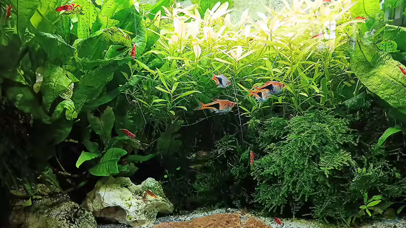 Aquarium mein kleines Asien Becken von odin 68 (52)