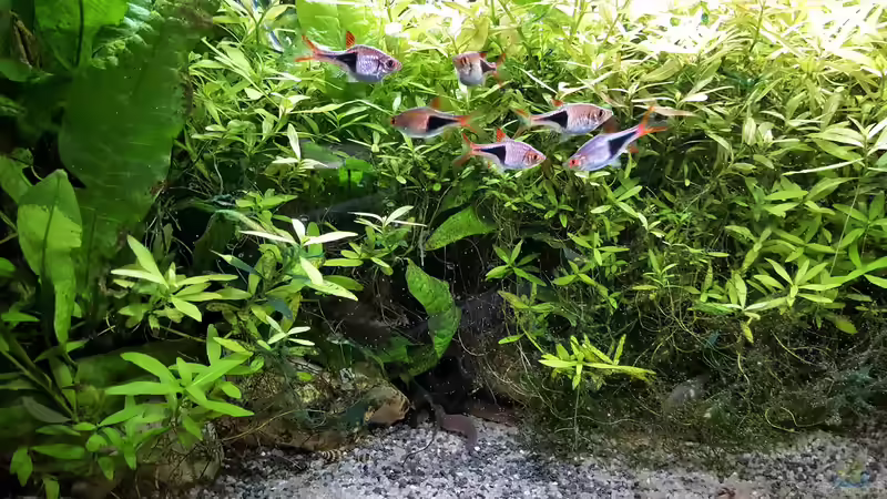 Aquarium mein kleines Asien Becken von odin 68 (54)