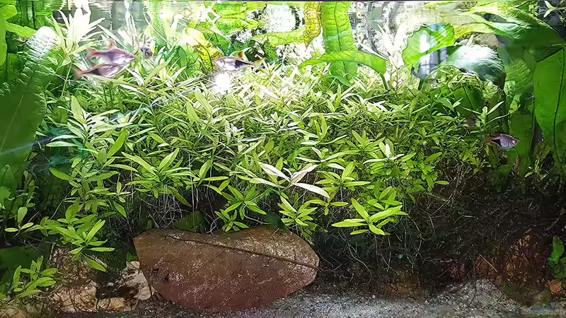 Aquarium mein kleines Asien Becken von odin 68 (55)