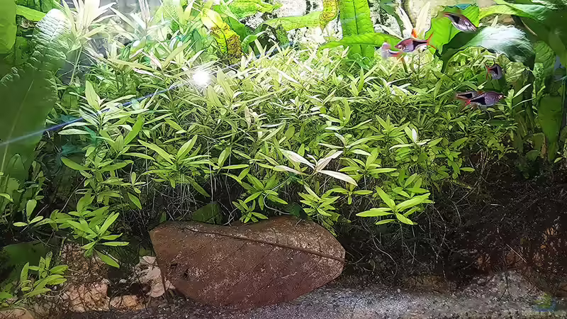 Aquarium mein kleines Asien Becken von odin 68 (56)