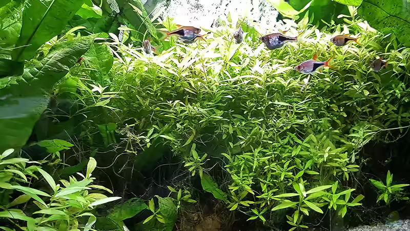 Aquarium mein kleines Asien Becken von odin 68 (56)