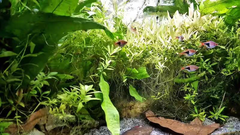 Aquarium mein kleines Asien Becken von odin 68 (57)