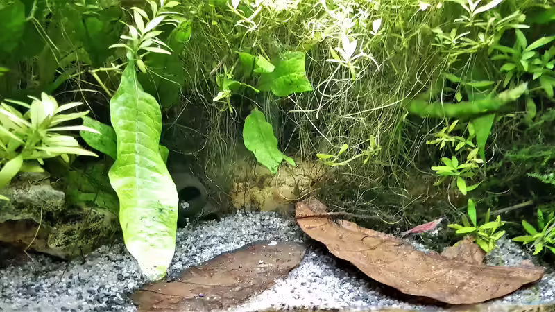 Aquarium mein kleines Asien Becken von odin 68 (59)