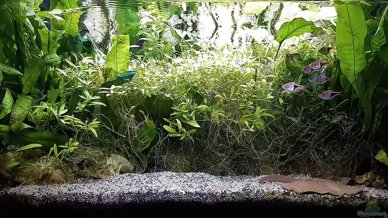 Aquarium mein kleines Asien Becken von odin 68 (60)