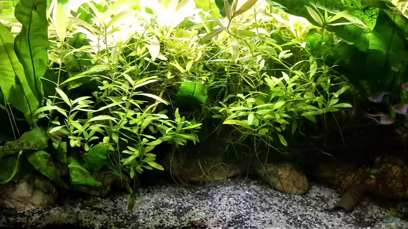 Aquarium mein kleines Asien Becken von odin 68 (64)