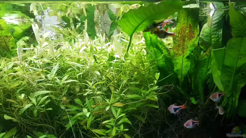 Aquarium mein kleines Asien Becken von odin 68 (64)