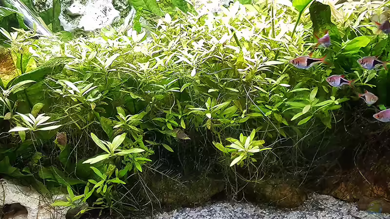 Aquarium mein kleines Asien Becken von odin 68 (66)