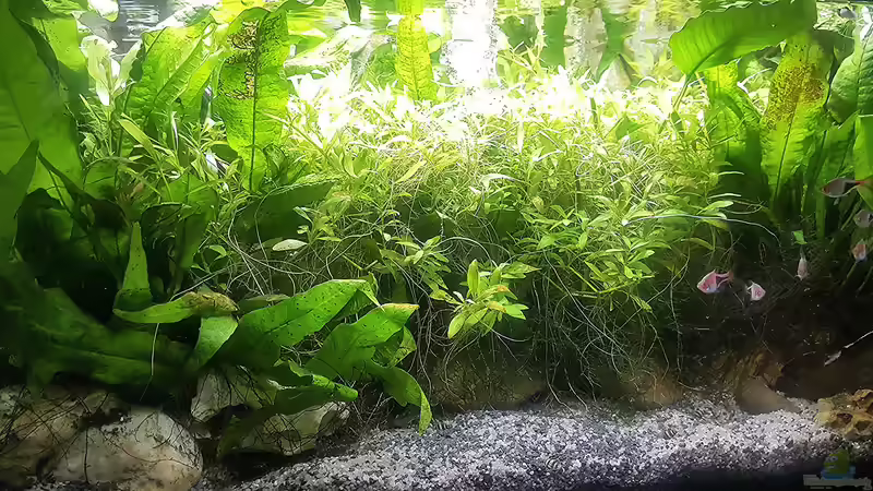 Aquarium mein kleines Asien Becken von odin 68 (66)