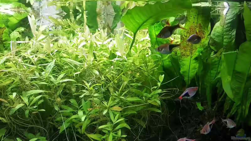 Aquarium mein kleines Asien Becken von odin 68 (68)