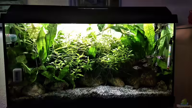 Aquarium mein kleines Asien Becken von odin 68 (68)