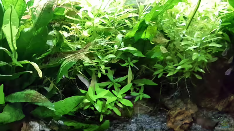 Aquarium mein kleines Asien Becken von odin 68 (68)