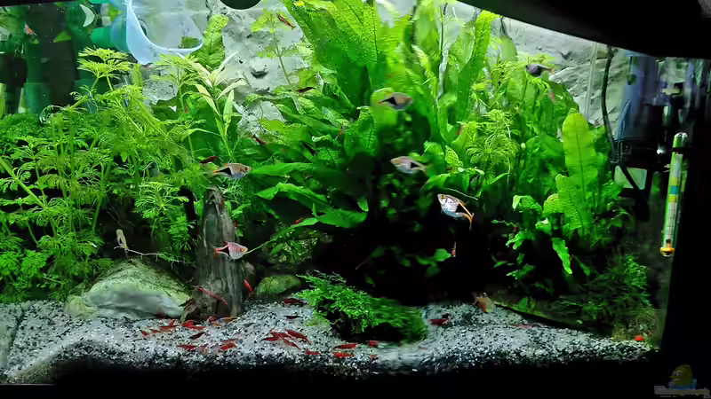 Aquarium mein kleines Asien Becken von odin 68 (7)