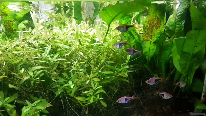 Aquarium mein kleines Asien Becken von odin 68 (70)