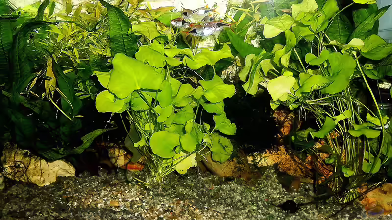 Aquarium mein kleines Asien Becken von odin 68 (75)