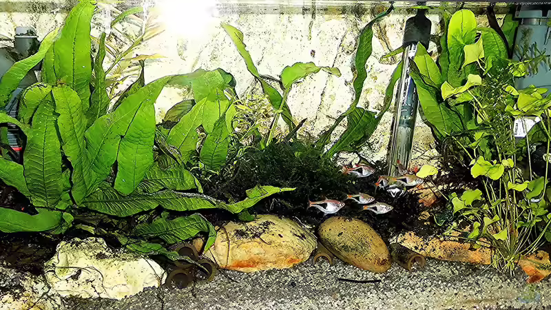 Aquarium mein kleines Asien Becken von odin 68 (76)