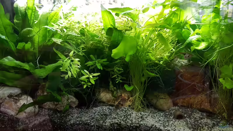 Aquarium mein kleines Asien Becken von odin 68 (78)