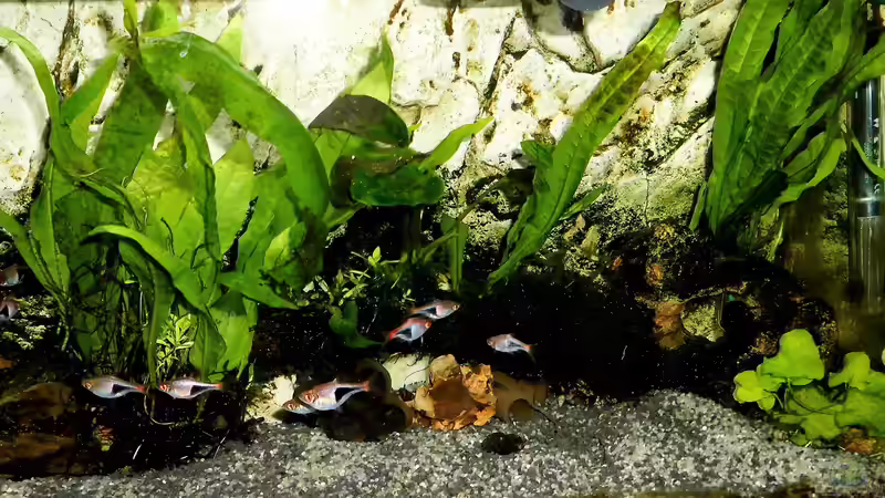 Aquarium mein kleines Asien Becken von odin 68 (81)