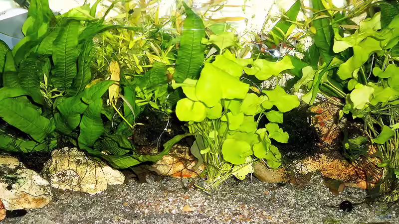Aquarium mein kleines Asien Becken von odin 68 (82)