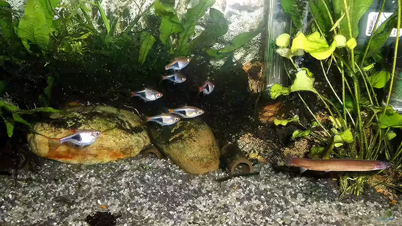 Aquarium mein kleines Asien Becken von odin 68 (85)