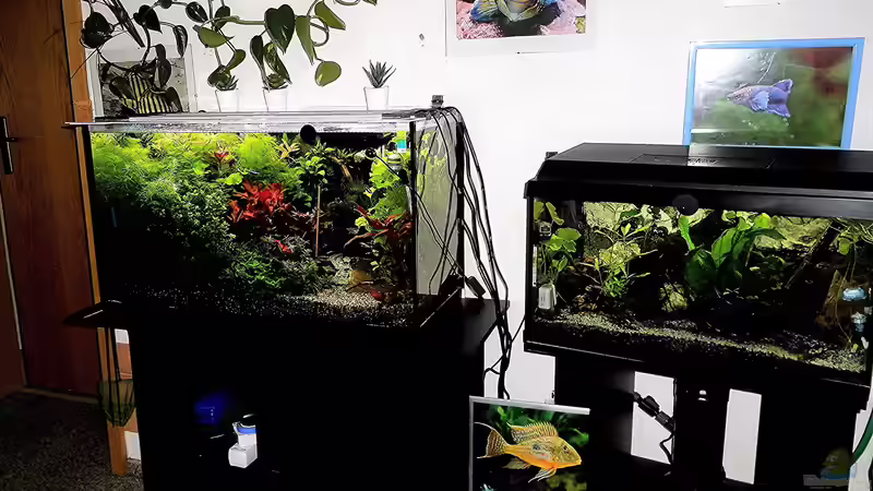 Aquarium mein kleines Asien Becken von odin 68 (88)