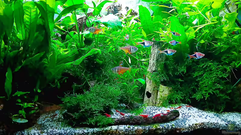 Aquarium mein kleines Asien Becken von odin 68 (9)