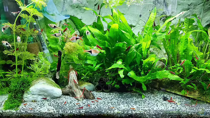 Aquarium mein kleines Asien Becken von odin 68 (9)