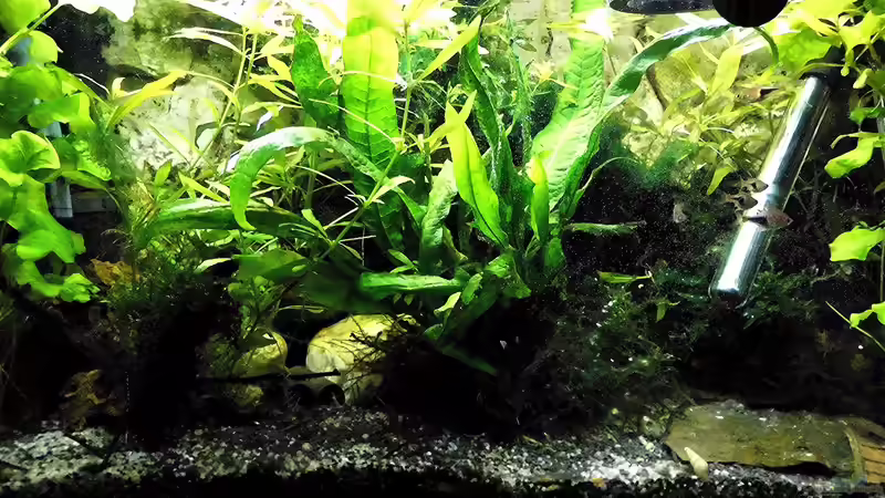 Aquarium mein kleines Asien Becken von odin 68 (92)